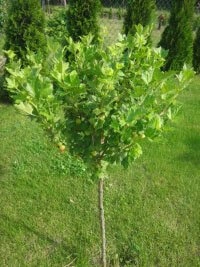 Пасадка яблыневых саджанцаў у рады і прафесійныя тэхнікі выращвання пітомнікаў