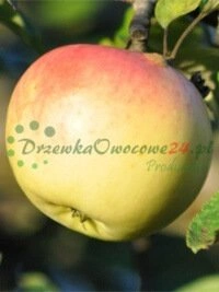 Гатовыя да продажу сертыфікаваныя плодовыя саджанцы і працэсы кантролю якасці