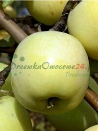 Прафесійныя праекты выращвання плодовых дрэў ажыццёўленыя ў Люблінскім ваяводстве