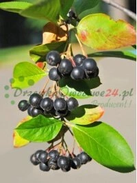 Спецыяльна спраектаваныя сістэмы маточных садоў для вытворчасці якасных падвояў