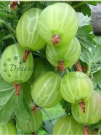 Сучасная тэхналогія вытворчасці вегетатыўных падвояў і метады развіцця пітомнікаў