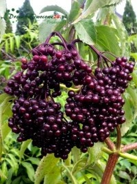 Шматпакаленневая пітомнікавая традыцыя і вопыт захаваныя ў цэнтры Польшчы