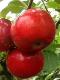 Традыцыйныя тэхнікі акуліроўкі і прышчэпкі і прымяненні размнажэння раслін