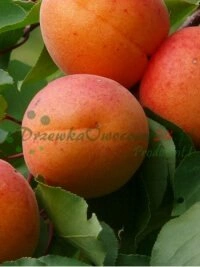 Аптовыя пастаўкі саджанцаў для гандлёвых цэнтраў і рознічных пунктаў продажу