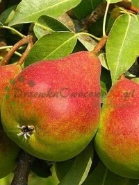 Вытворчасць пітомнікавага матэрыялу вышэйшай якасці з міжнароднымі сертыфікатамі