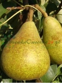 Шырокамаштабныя ўчасткі пітомнікавых плантацый створаныя ў Люблінскім рэгіёне