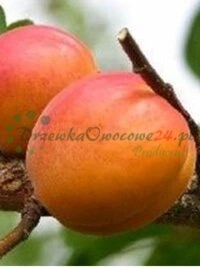 Разнастайныя плодовыя кустарнікі і віды дрэў прадстаўленыя ў шырокім асортыменце