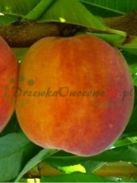 Высокаякасныя плодовыя саджанцы з моцнай і развітай каранёвай сістэмай