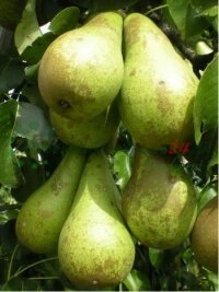 Кіраванне ўсімі вытворчымі працэсамі ад вытворчасці падвояў да продажу канчатковай прадукцыі