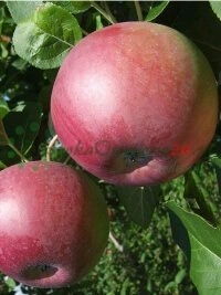 Простая і бяспечная сістэма замоваў праз вэб-краму DrzewkaOwocowe24.pl