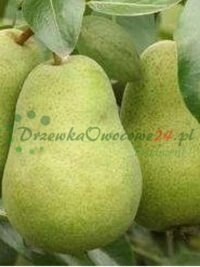 Інавацыйныя трэнды ў пітомнікавым сектары і развітыя падыходы да кліенцкага сэрвісу