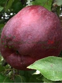 Шырокі выбар гатункаў яблынь і варыянты дрэў з рознымі смакавымі профілямі