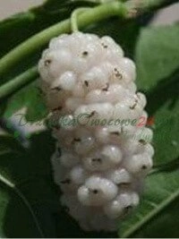 Сліўкавыя і вішнёвыя дрэвы - незаменныя традыцыйныя віды беларускіх плодовых садоў