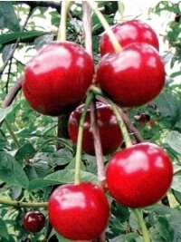 Прэміум гатункі грушаў і спецыяльнае выращванне каштоўных дрэў грэцкага арэха