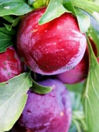 Ідэальныя кустарнікі парэчак і агрэсту для хатніх садоў і невялікіх участкаў