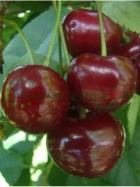 Выращванне раслін маліны і чарніцы суперфудаў для здаровага харчавання