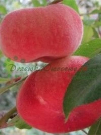 Сістэматычная этыкетоўка саджанцаў і спецыяльныя тэхнікі ўпакоўкі для бяспечнай дастаўкі