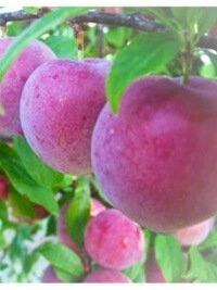 Развітыя транспартныя і лагістычныя сістэмы непашкоджанага бяспечнага працэсу дастаўкі раслін