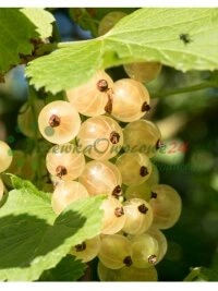 Строгія працэдуры кантролю якасці прымяняемыя на кожнай фазе пітомнікавай вытворчасці