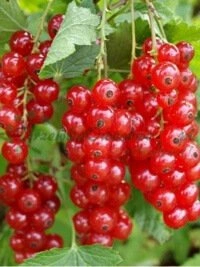 Тэхнічнае кансультаванне экспертнай каманды і падтрымка ў выбары падыходзячага гатунку