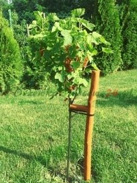 Арганізаваныя экспертныя навучальныя і майстар-клас праграмы для людзей якія планіруюць пладаводства