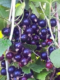 Стратэгічныя бізнес-партнёрствы створаныя з садоўнічымі і сельскагаспадарчымі цэнтрамі па ўсёй Беларусі