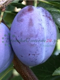 Пастаяннае пашырэнне магчымасцей пітомніка і працы па павелічэнні разнастайнасці прадукцыі