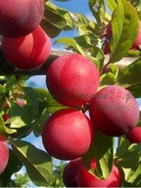 Інвестыцыі ў сучасныя тэхналогіі выращвання і сучасныя сістэмы сельскагаспадарчай інфраструктуры