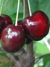 Сертыфікаваная гарантыя якасці і сістэма аўдыту цалкам адпаведная стандартам Еўрапейскага Саюза