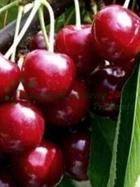 Участкі вытворчасці пітомнікавага матэрыялу на пладародных глебах Люблінскага рэгіёна