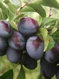 DRZEWKAOWOCOWE24 - надзейны бізнес-партнёр для стварэння паспяховага плодовага саду