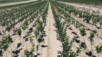 У Беларусі вытворчасць пітомнікаў і тэхналогіі выращвання плодовых саджанцаў