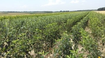 Прафесійныя пітомнікавыя ўчасткі для вытворчасці якасных плодовых саджанцаў