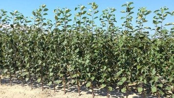 Сертыфікаваны пітомнікавы матэрыял аптовы продаж і размеркавальны цэнтр