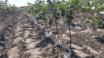 Высокаякасныя плодовыя саджанцы вытворчыя працэсы і кантрольныя сістэмы