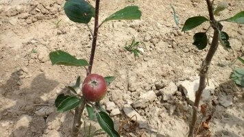 Пітомнікавы сектар спецыяльныя праграмы выращвання экспертнай камандай