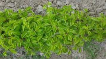 У маштабах Беларусі транспартная сетка пастаўкі плодовых саджанцаў