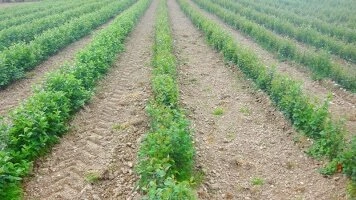 Экалагічныя пітомнікавыя прымяненні і ўстойлівыя сельскагаспадарчыя тэхналогіі